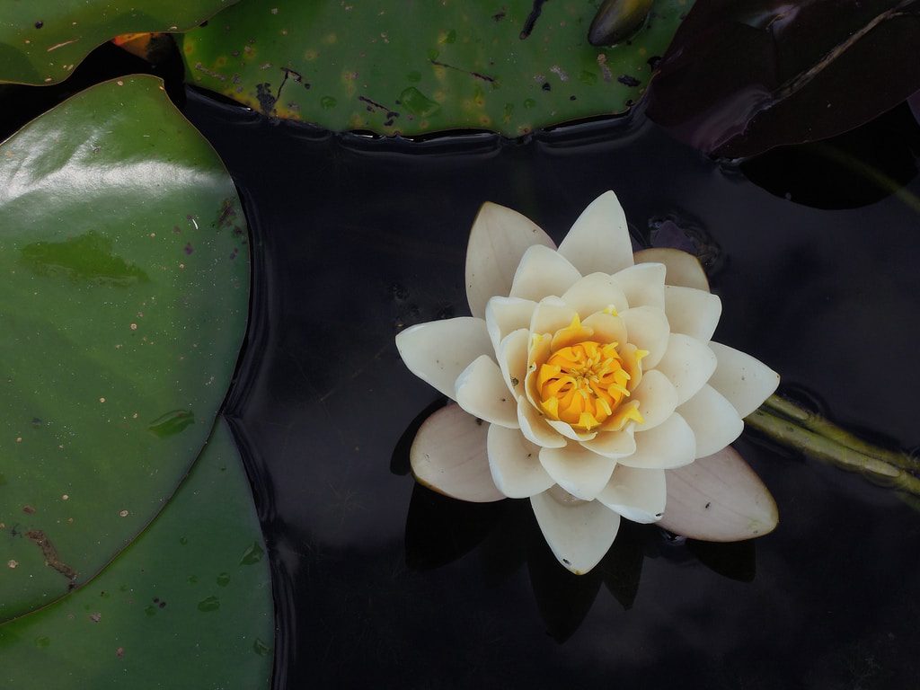 lotus flowers image for Outdoor hatha yoga classes in Bajamar La Laguna Tenerife