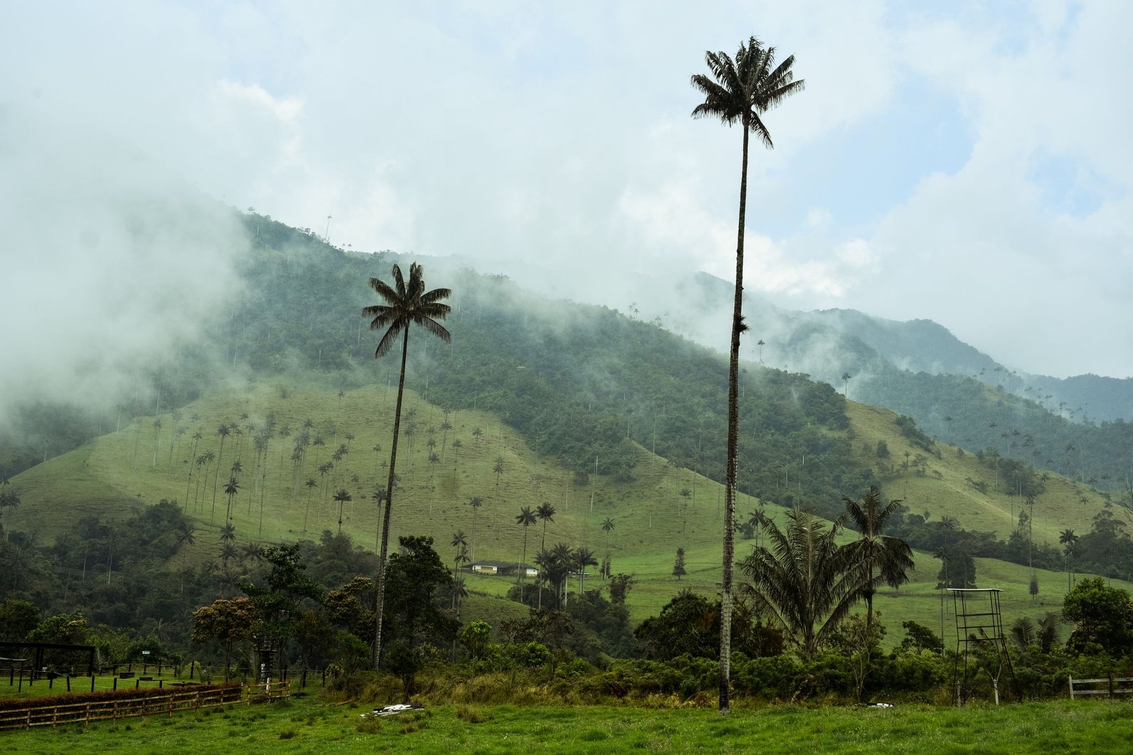 Misty landscape of Valle de Cocora with iconic tall wax palm trees and lush green hills.